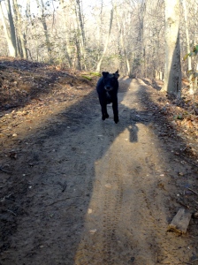 A trail I often ride, Willie loves walking there too